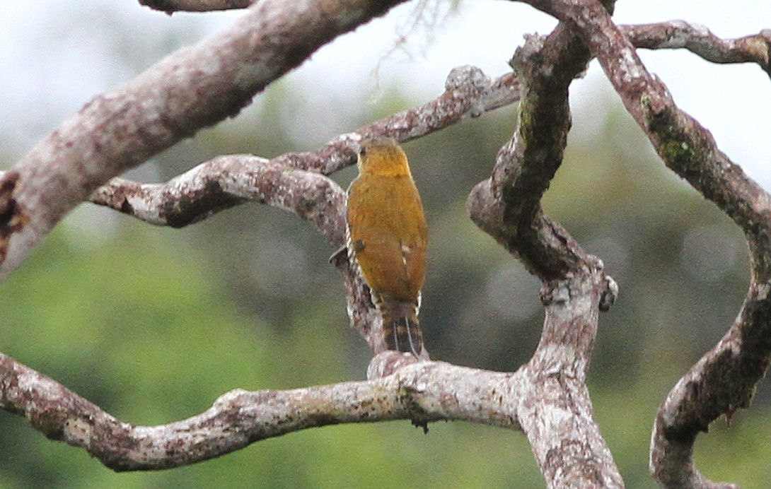 Red-stained Woodpecker - ML637154851