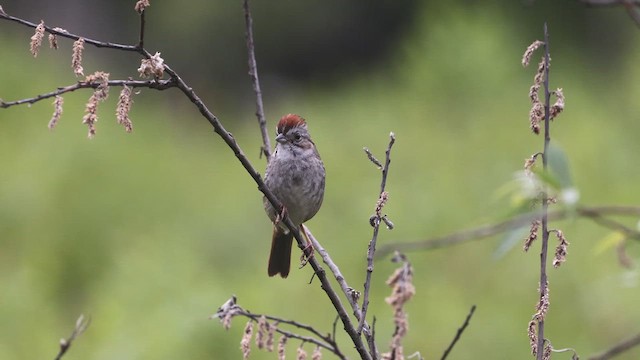Swamp Sparrow - ML637154869