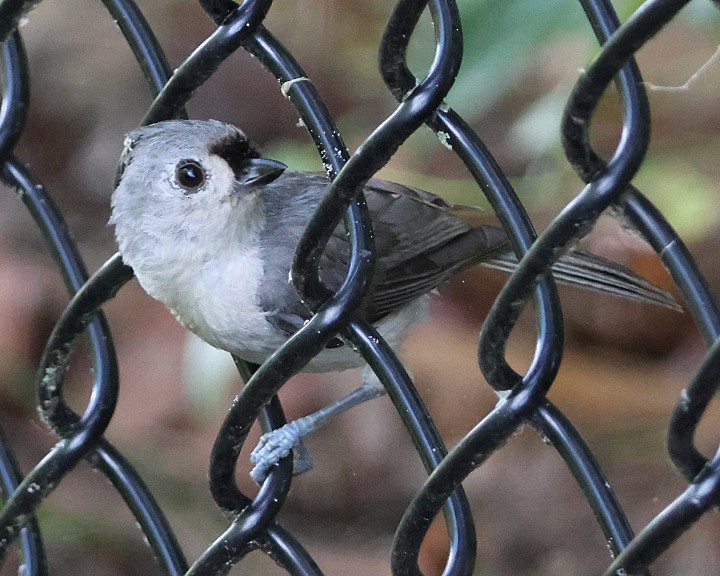 Tufted Titmouse - ML637154950