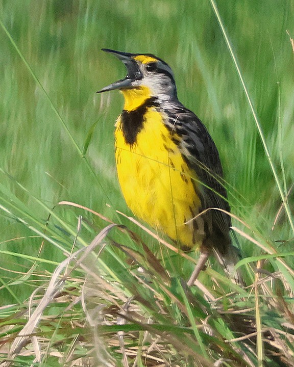 Eastern Meadowlark - ML637154955