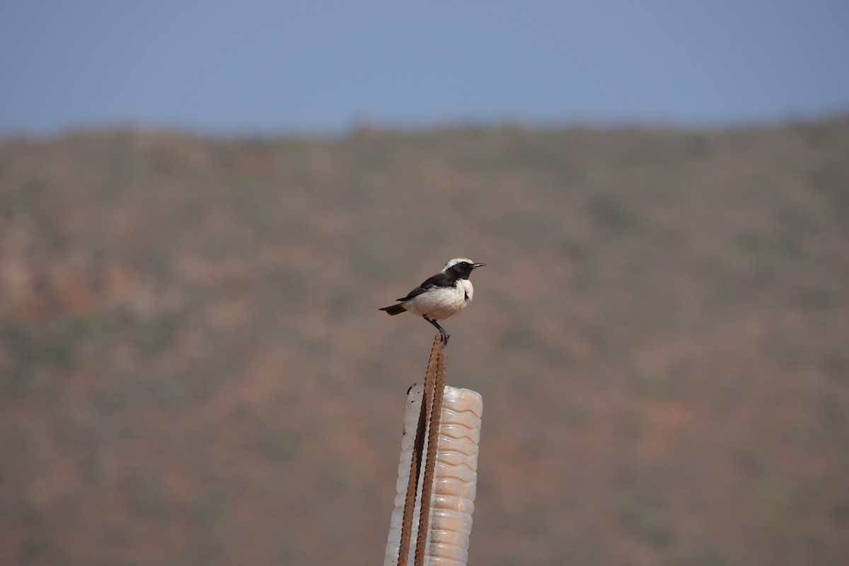 Red-rumped Wheatear - ML637155088