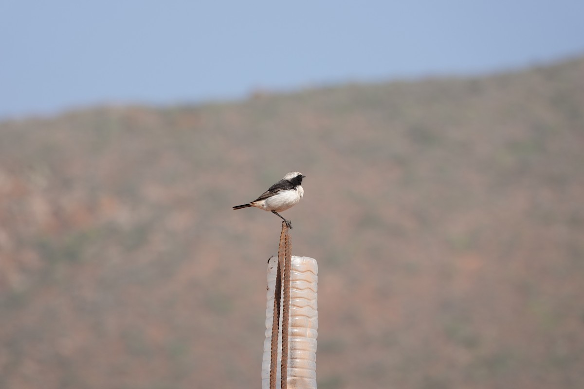 Red-rumped Wheatear - ML637155089