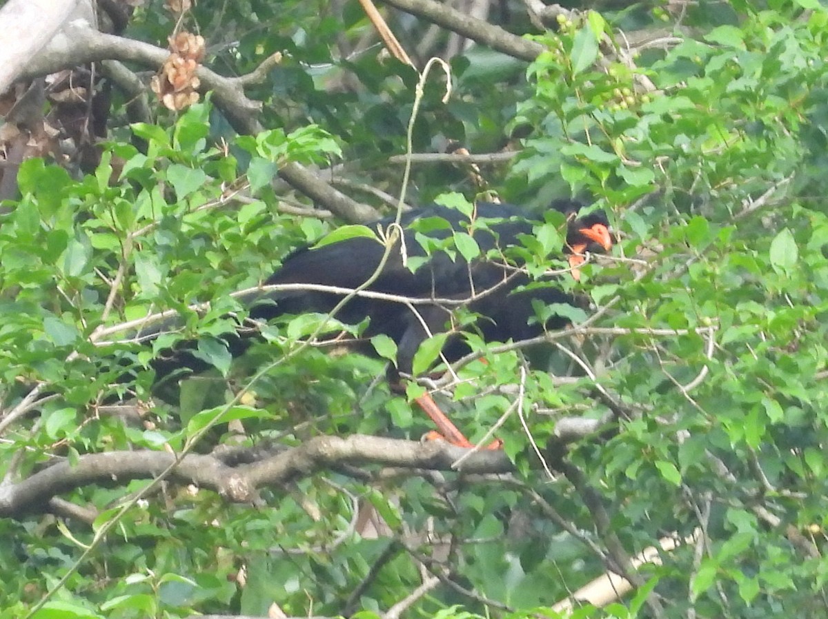 Highland Guan - ML637155155
