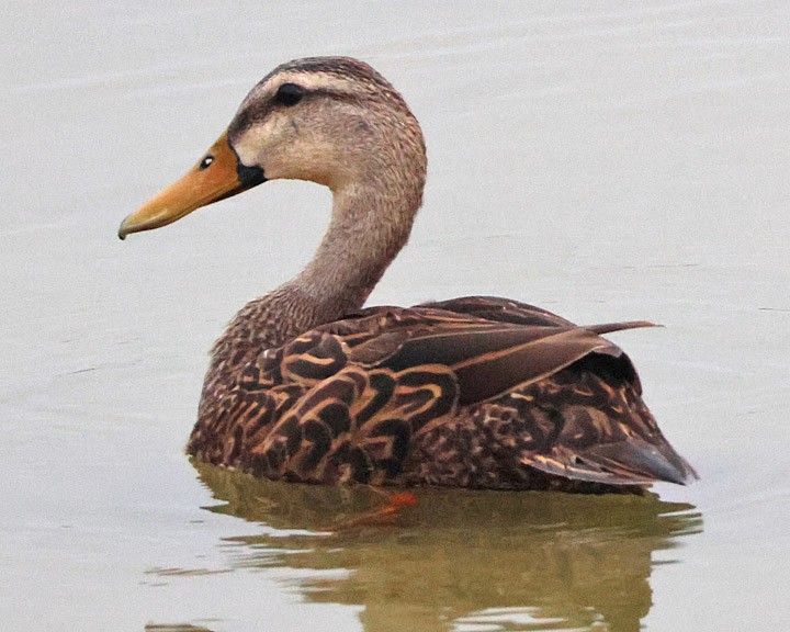 Mottled Duck - ML637155242