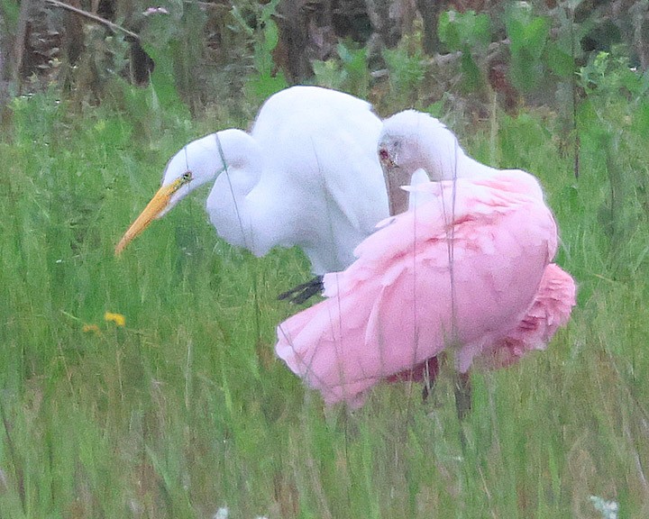 Roseate Spoonbill - ML637155264