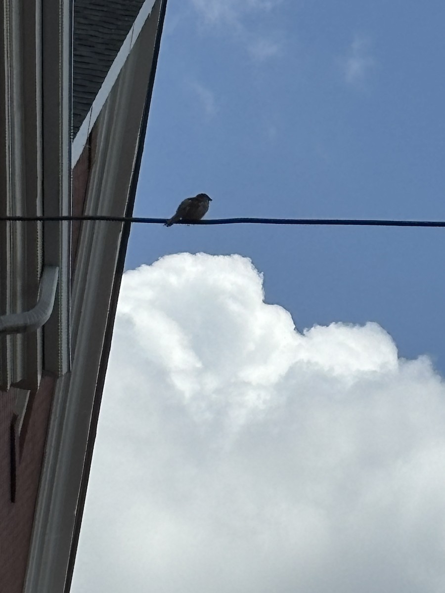 House Sparrow - ML637155266