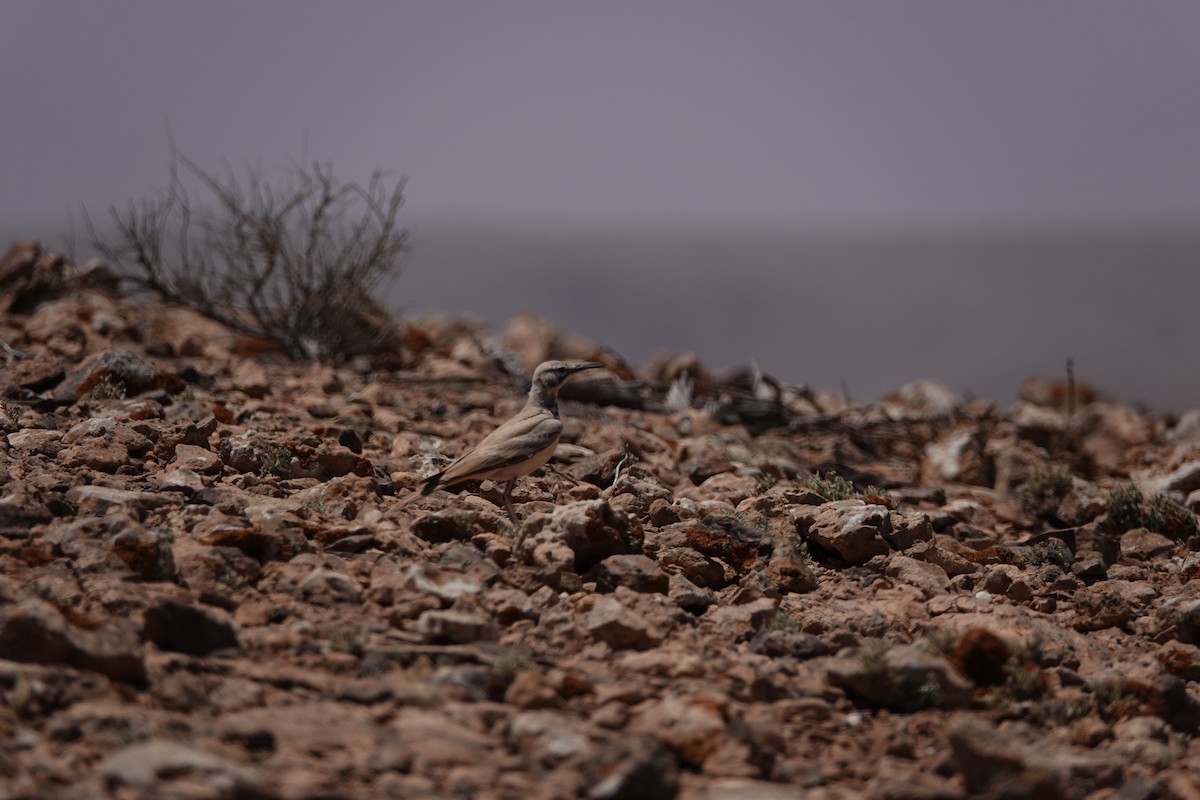 Greater Hoopoe-Lark - ML637155268
