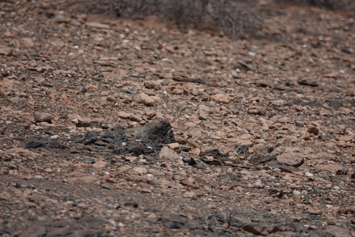 Bar-tailed Lark - ML637155275