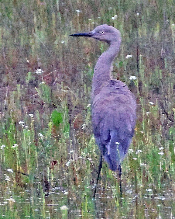 Reddish Egret - ML637155287