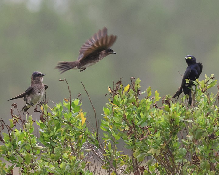 Purple Martin - ML637155325