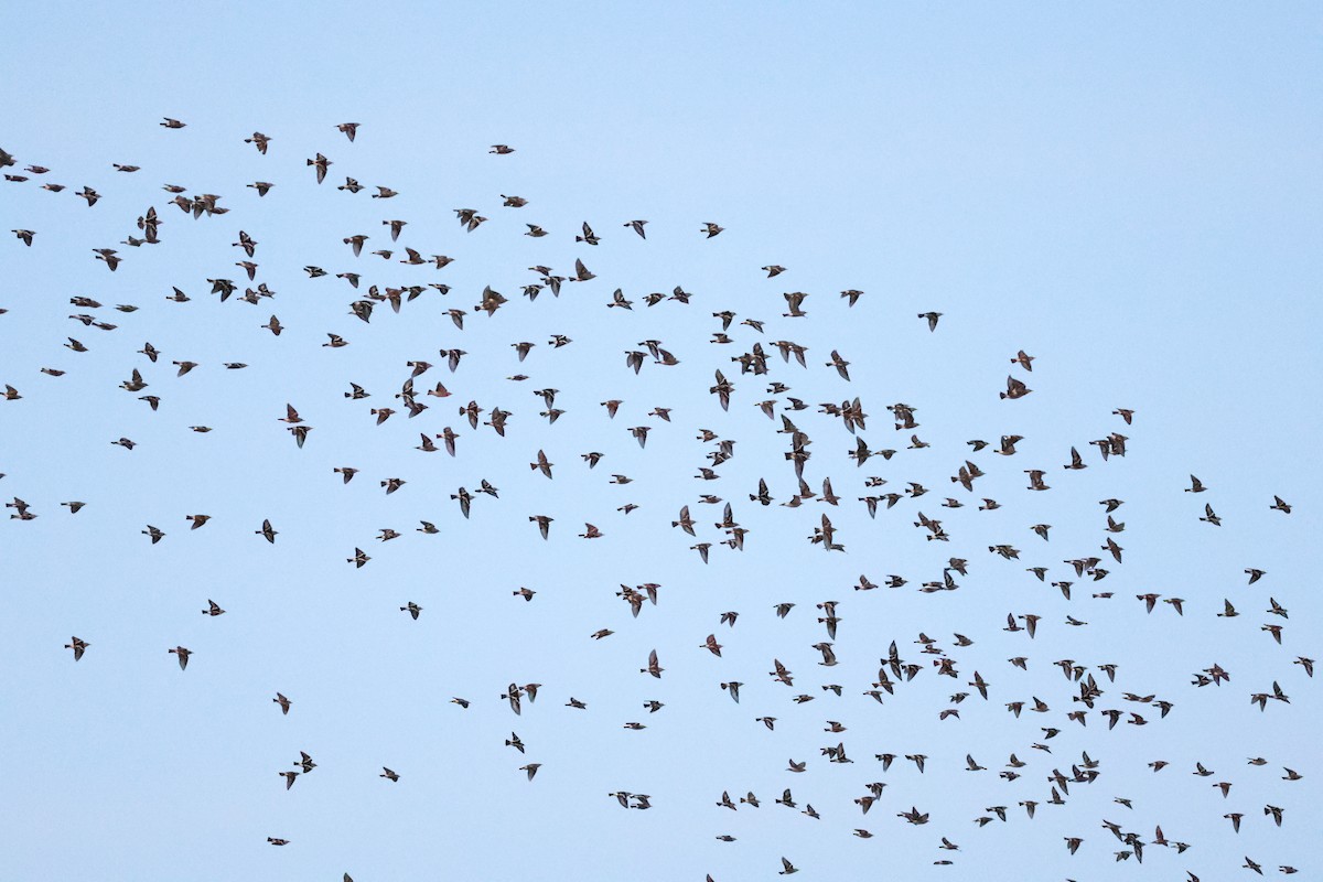Daurian Starling - ML637155326