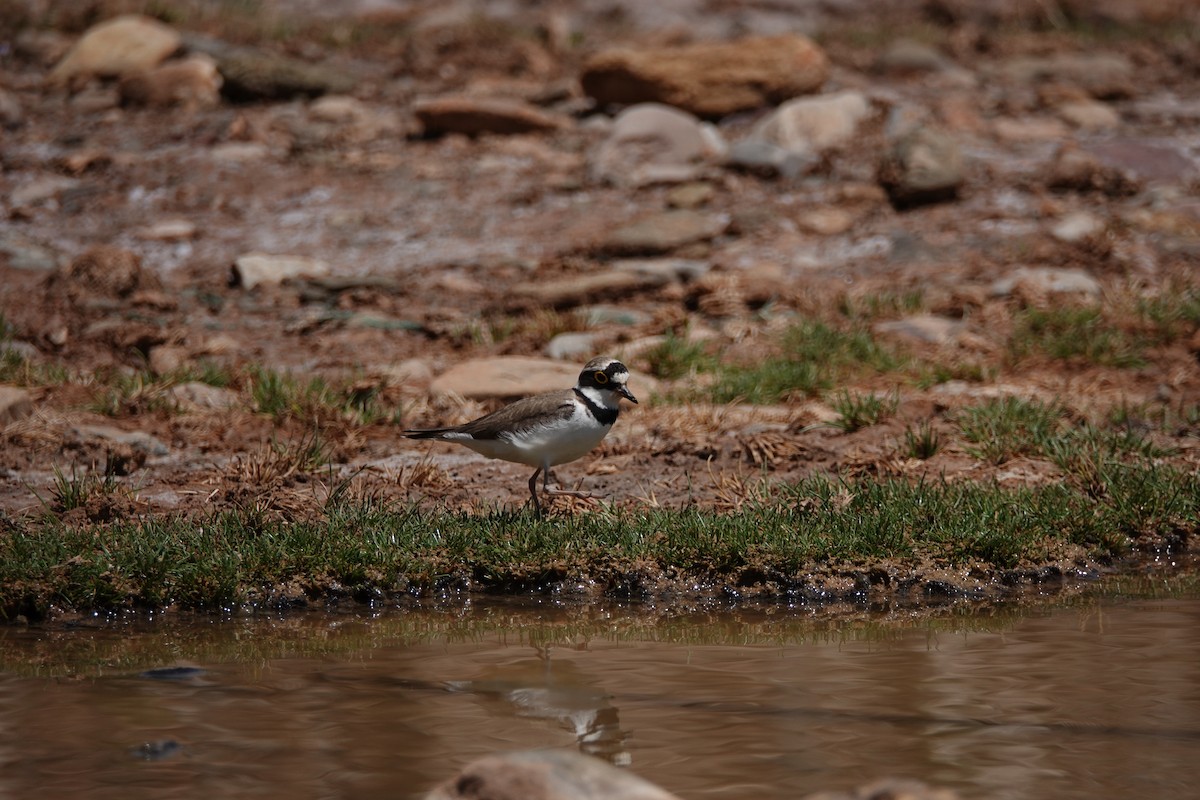 Little Ringed Plover - ML637155372