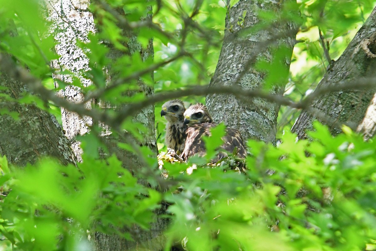 Red-shouldered Hawk - ML637155419