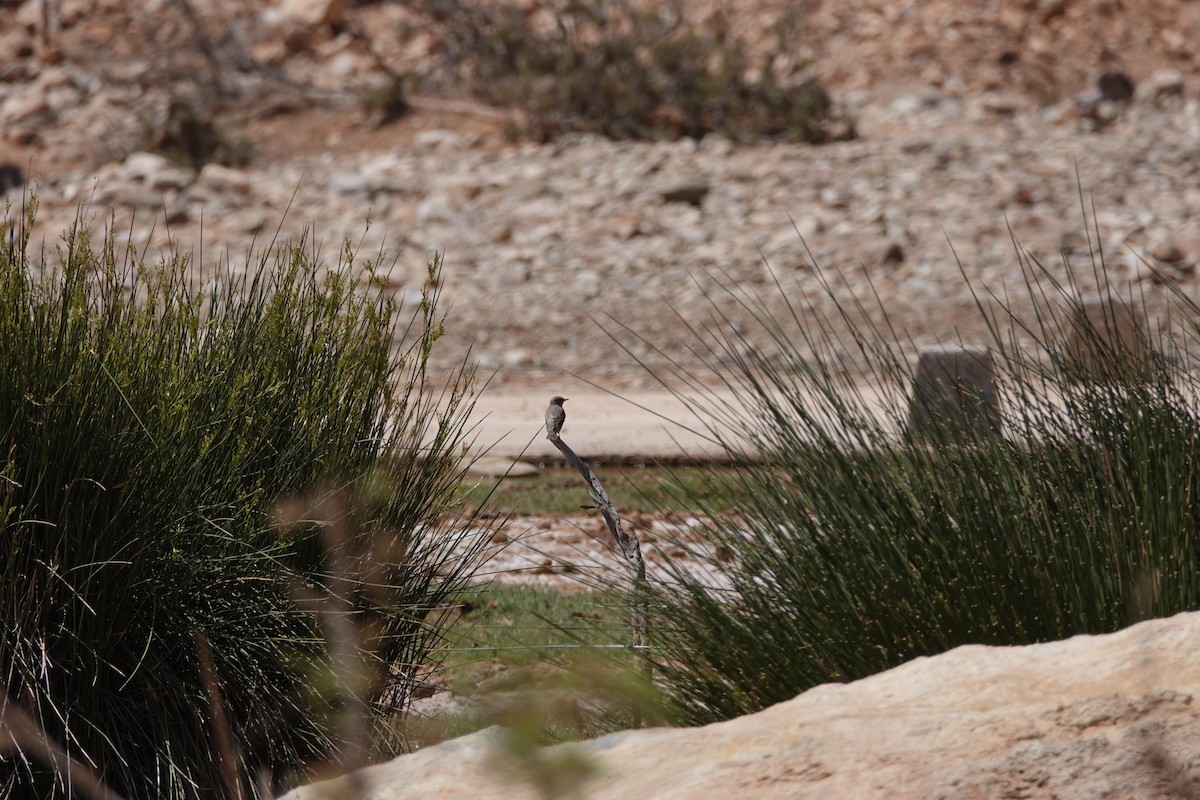 Eastern/Western Olivaceous Warbler - ML637155428