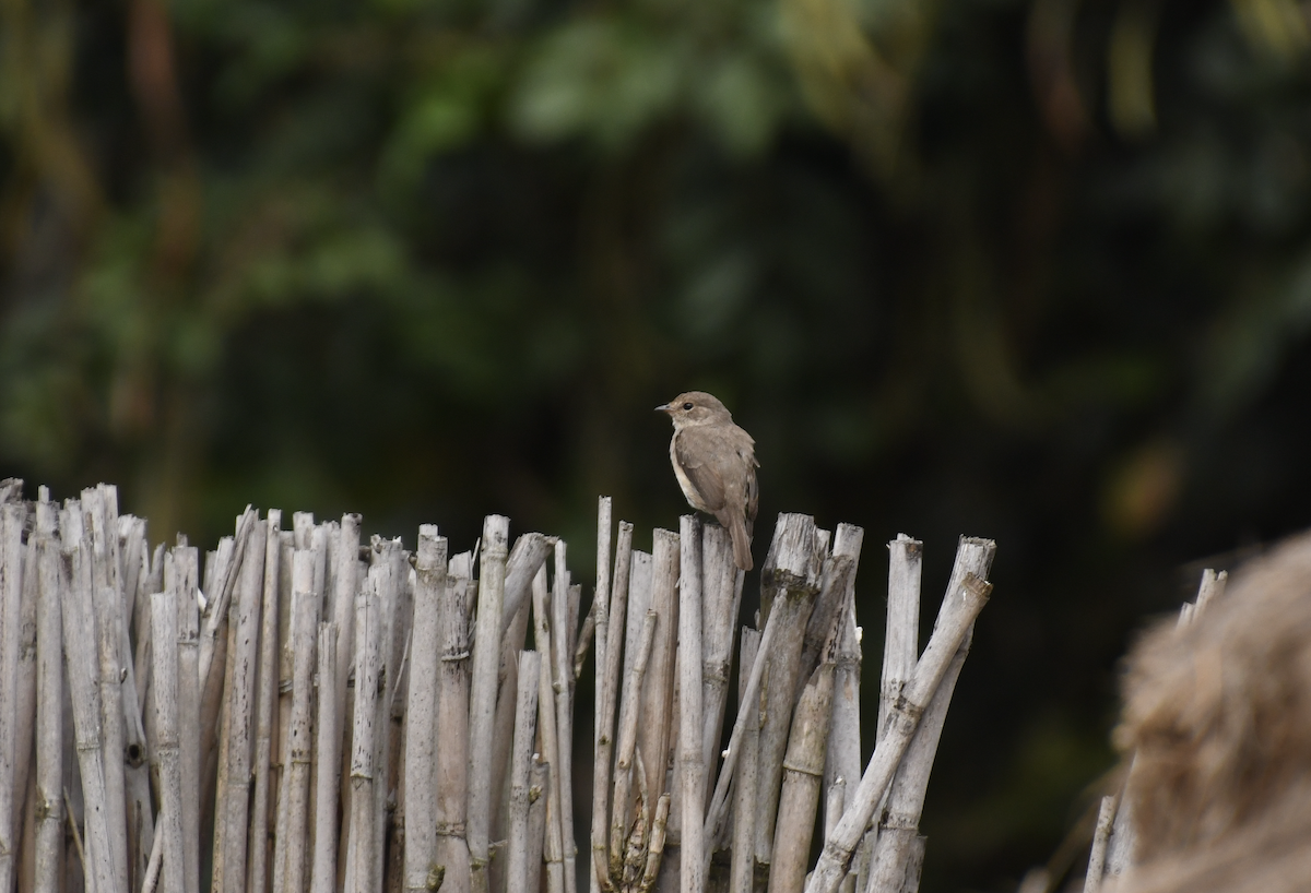 African Dusky Flycatcher - ML637155467