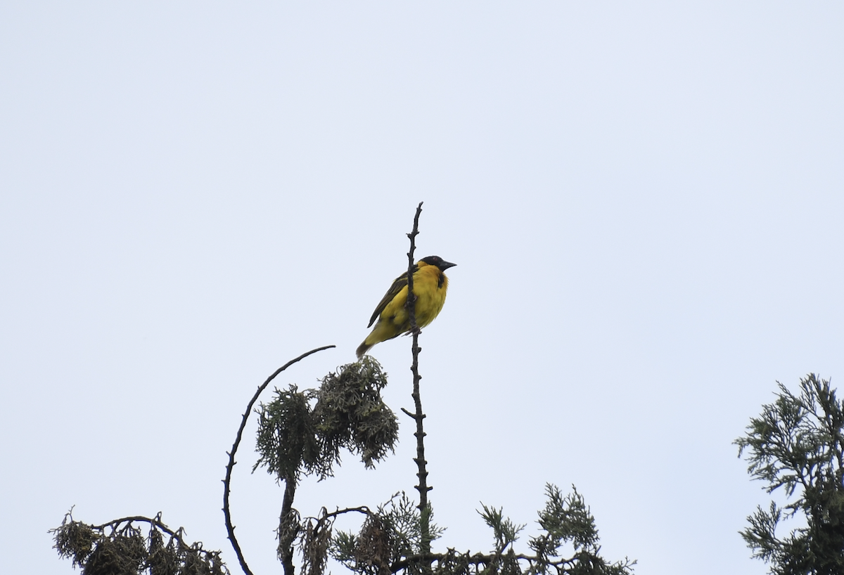 Village Weaver - ML637155468