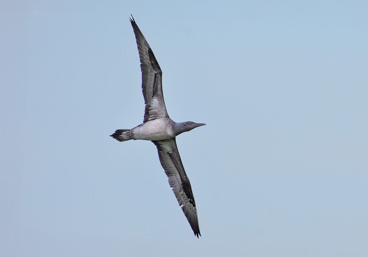 Northern Gannet - ML637155489