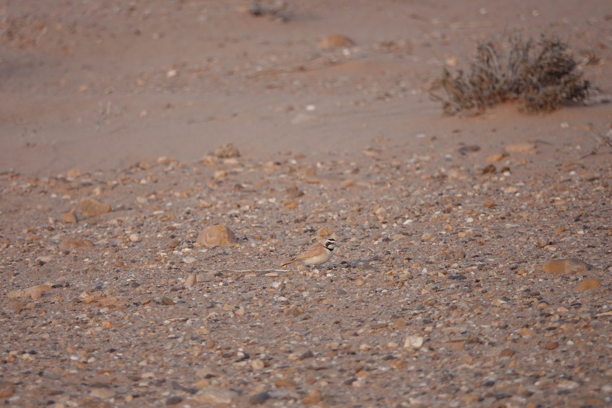 Temminck's Lark - ML637155524
