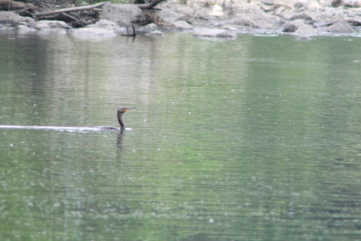 Double-crested Cormorant - ML637155555