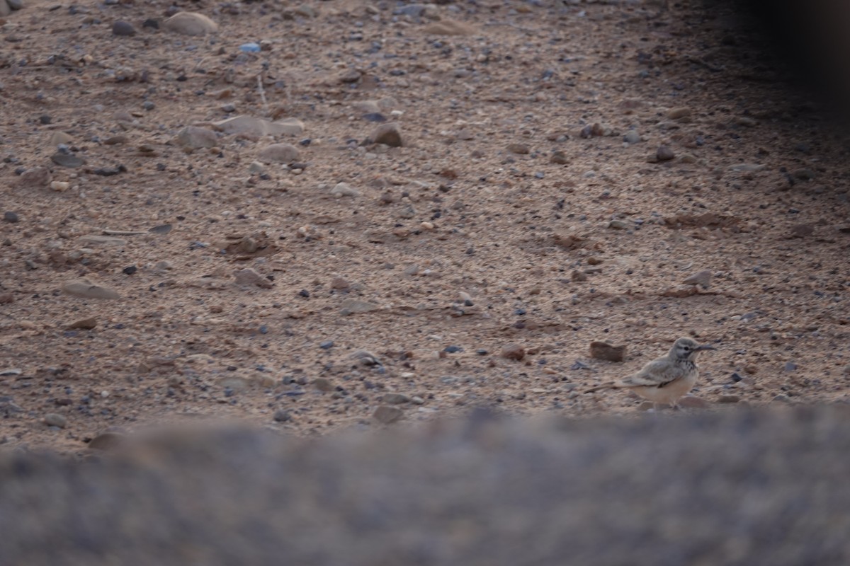 Greater Hoopoe-Lark - ML637155566