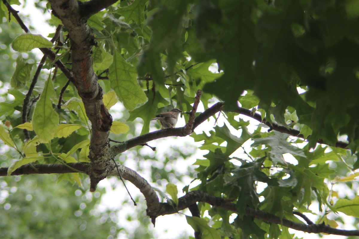 Chipping Sparrow - ML637155580