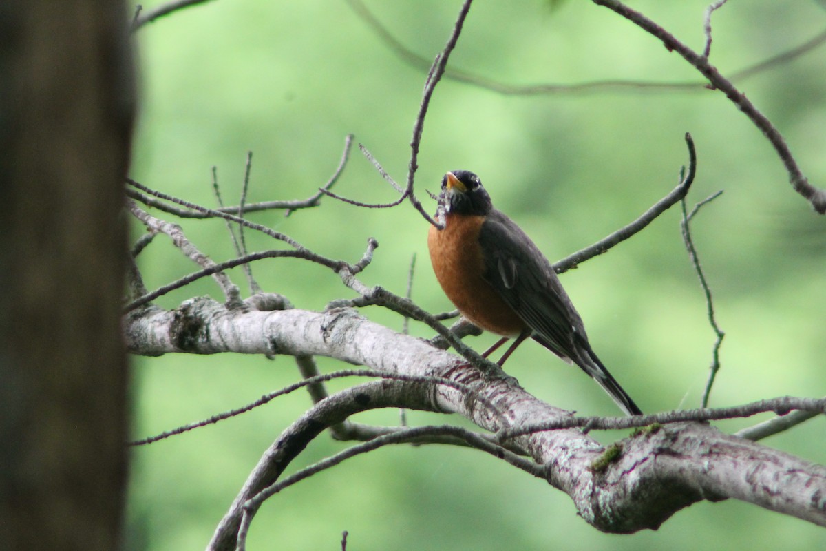 American Robin - ML637155611