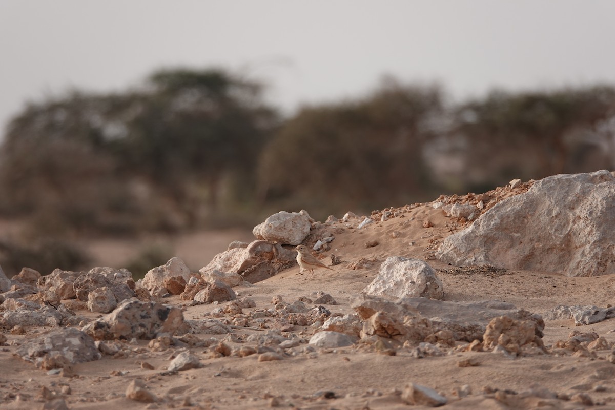 Bar-tailed Lark - ML637155642