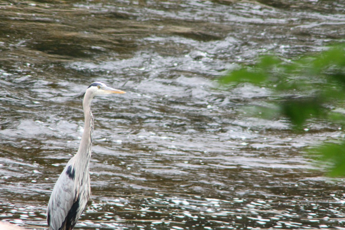 Great Blue Heron - ML637155655