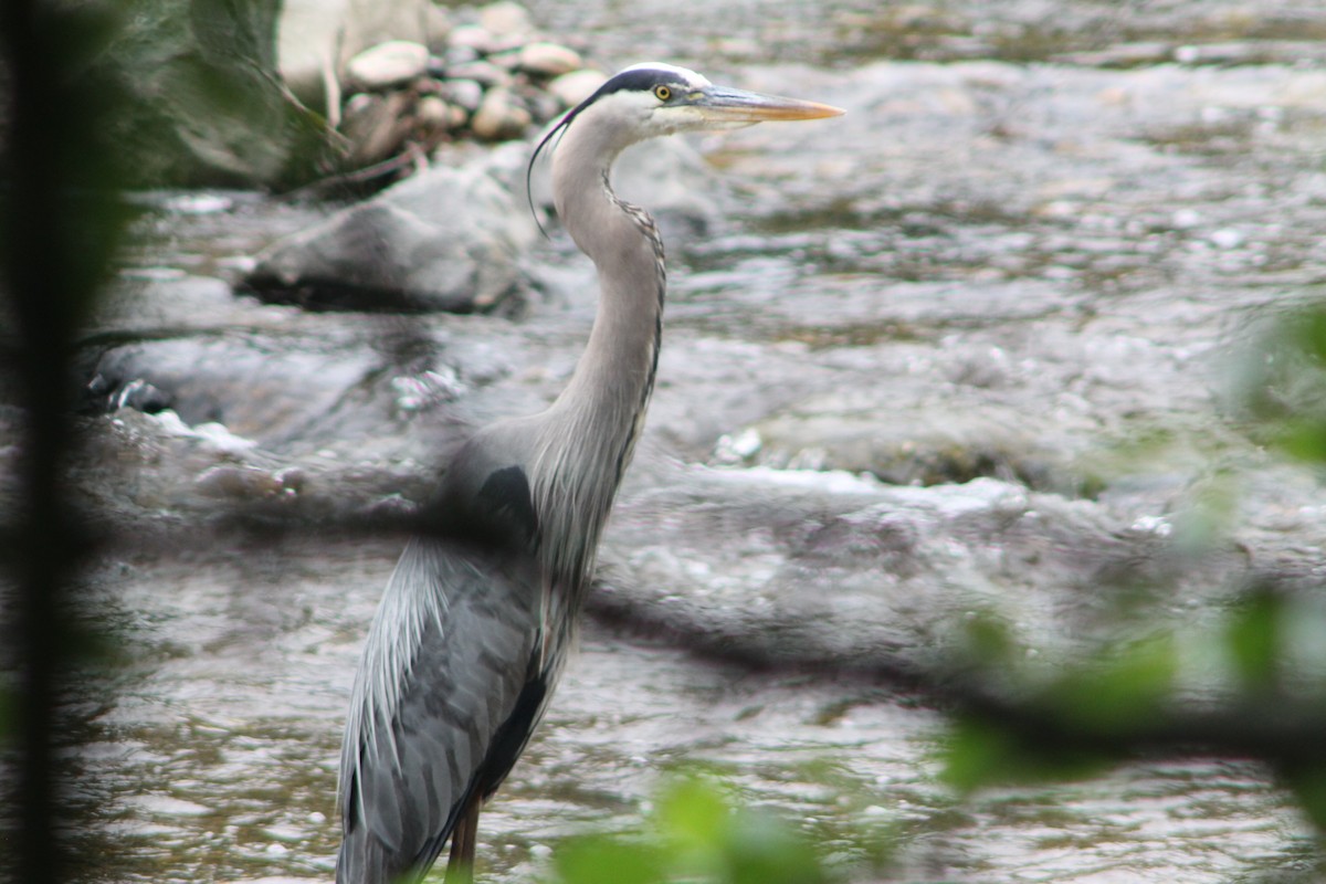 Great Blue Heron - ML637155699