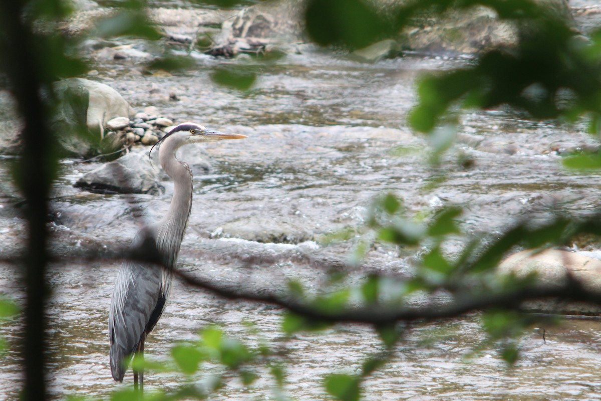 Great Blue Heron - ML637155708