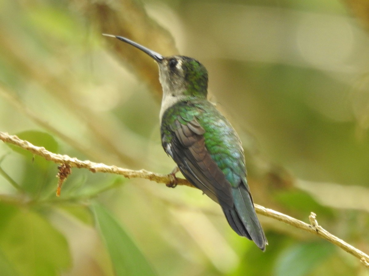 Wedge-tailed Sabrewing - ML637155713