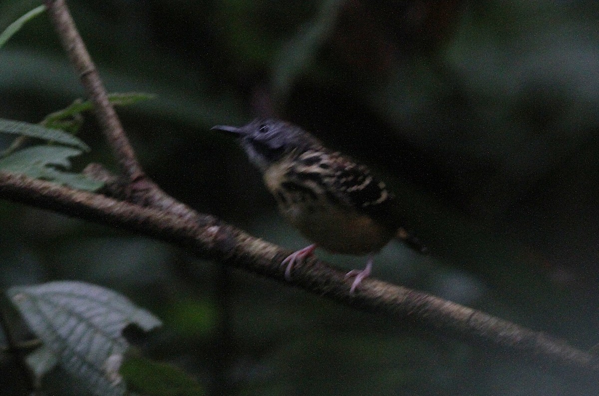 Spot-backed Antbird - ML637155718