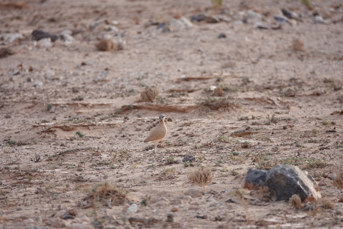 Cream-colored Courser - ML637155722