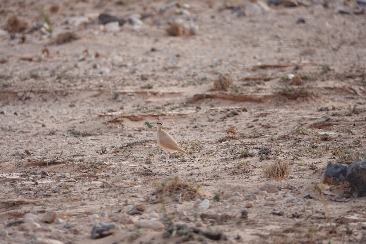 Cream-colored Courser - ML637155723