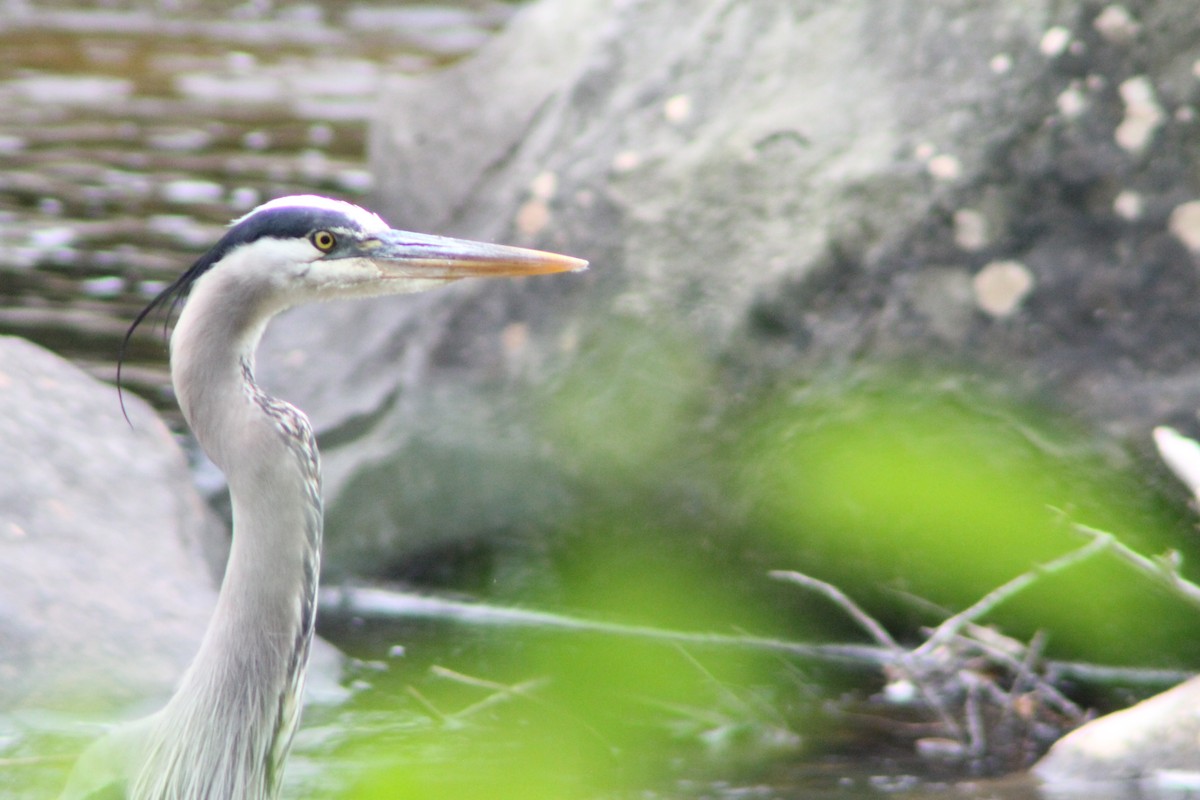 Great Blue Heron - ML637155729
