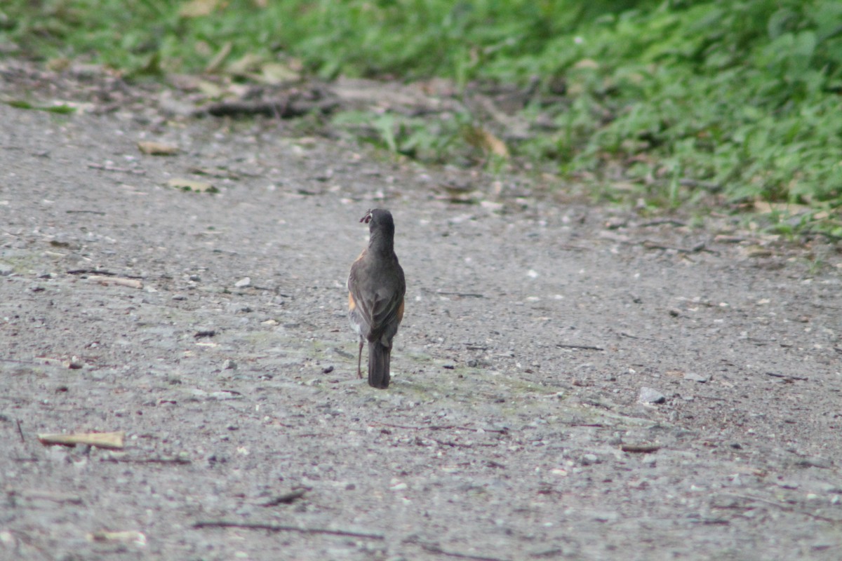 American Robin - ML637155761