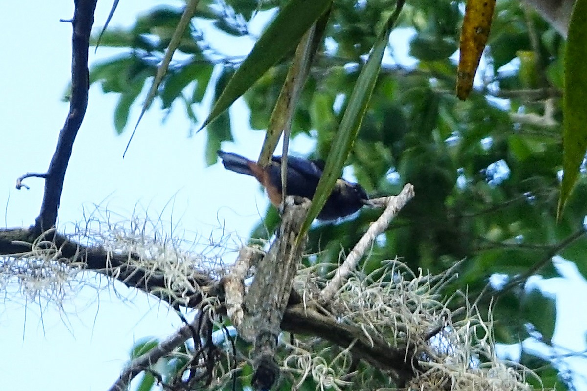 Opal-rumped Tanager - ML637155785
