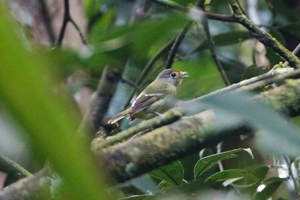 Wing-barred Piprites - ML637155793