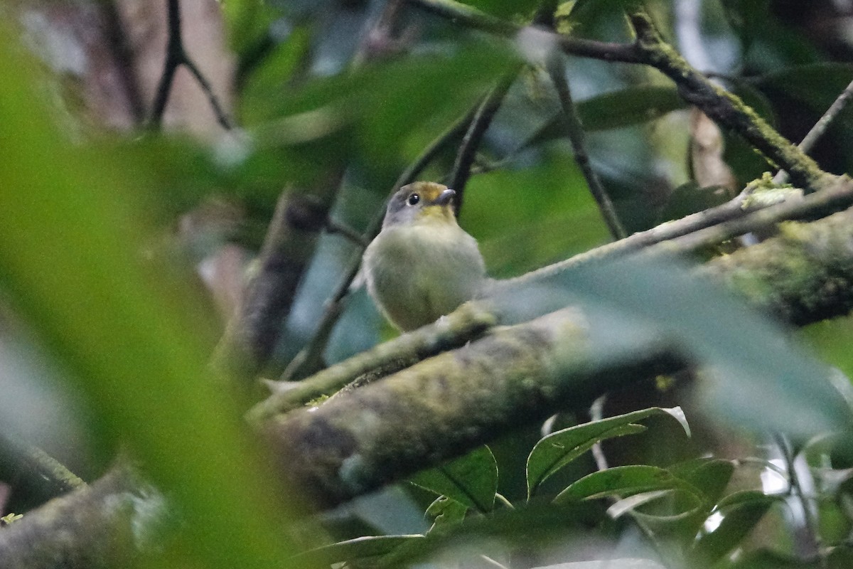 Wing-barred Piprites - ML637155794