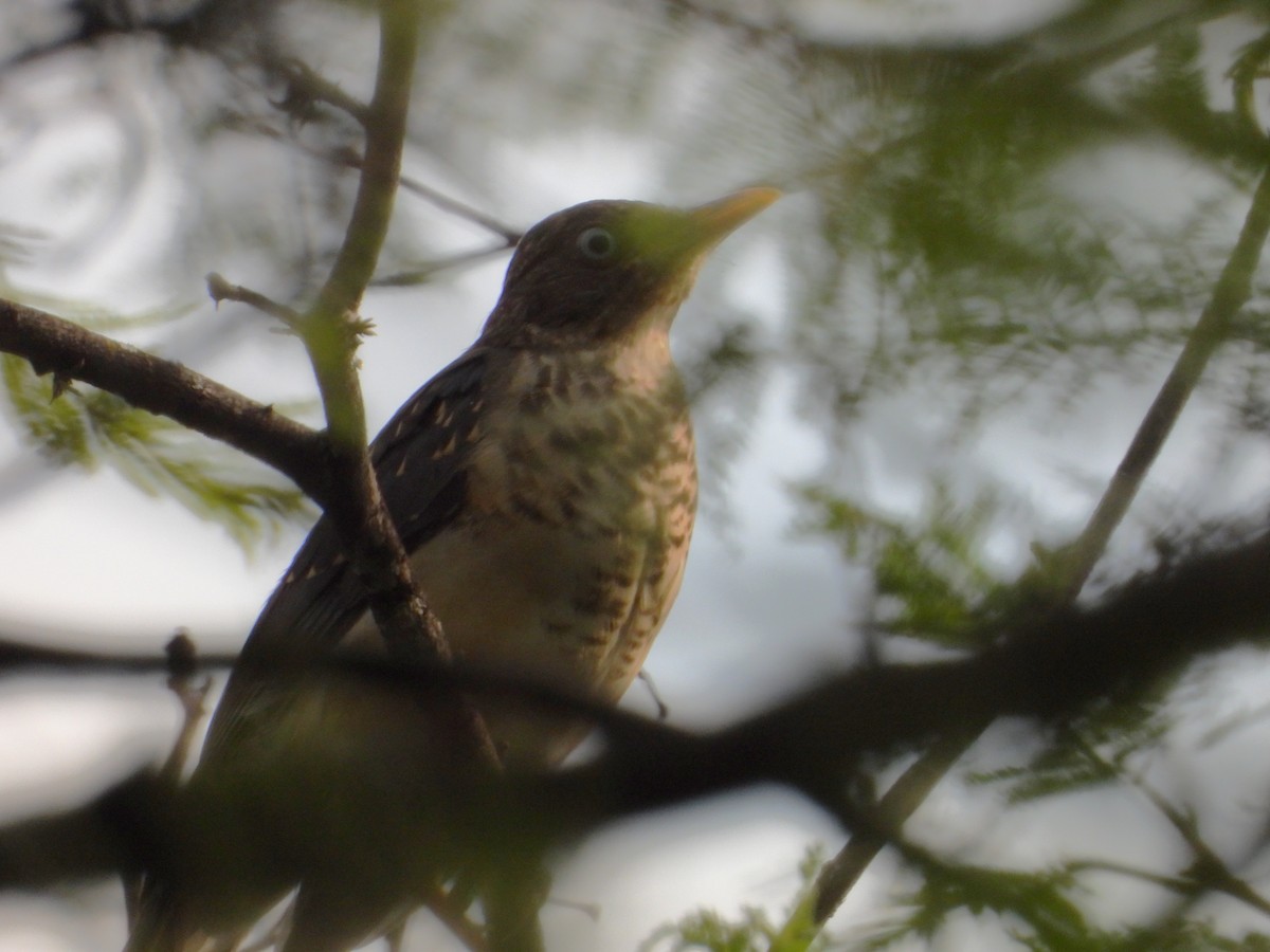Plumbeous-backed Thrush - ML637155825