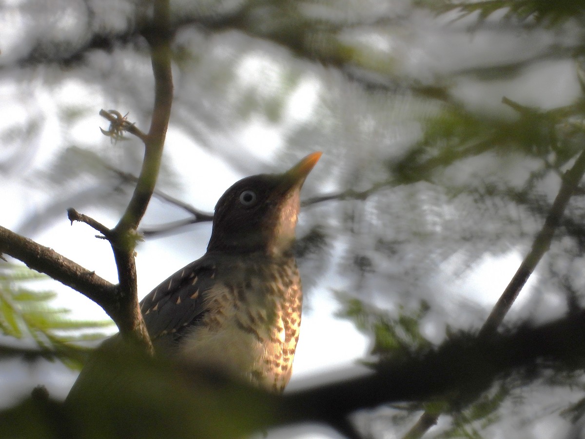 Plumbeous-backed Thrush - ML637155826