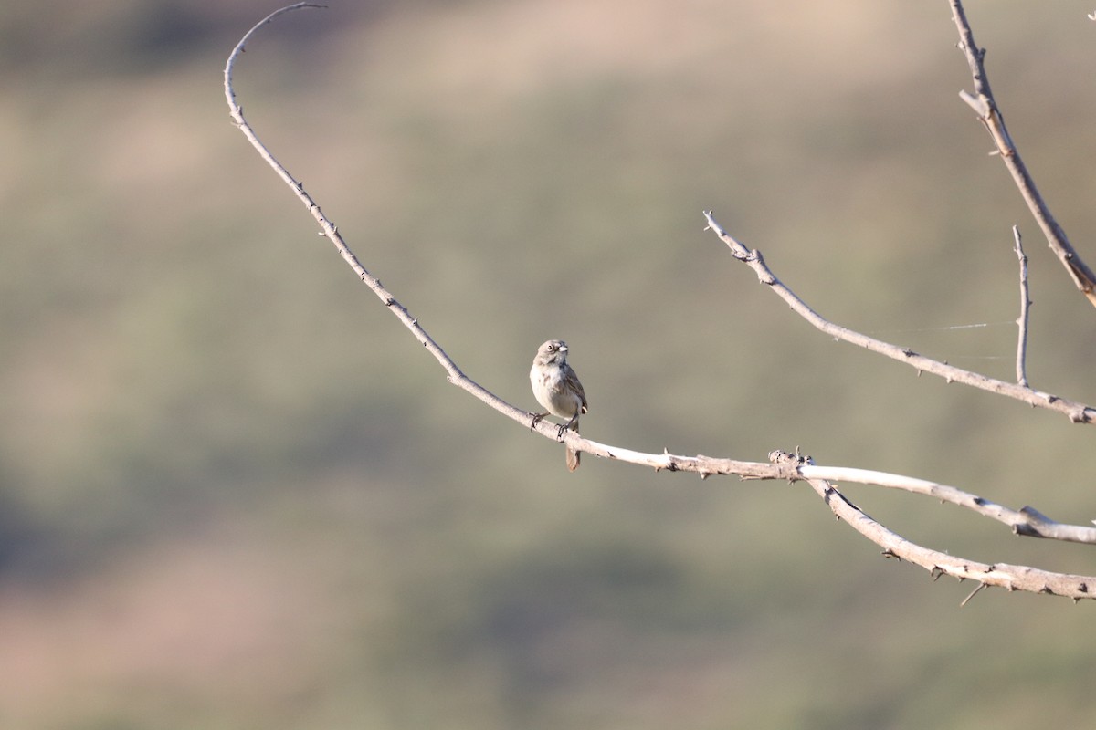 Bell's Sparrow - ML637155829