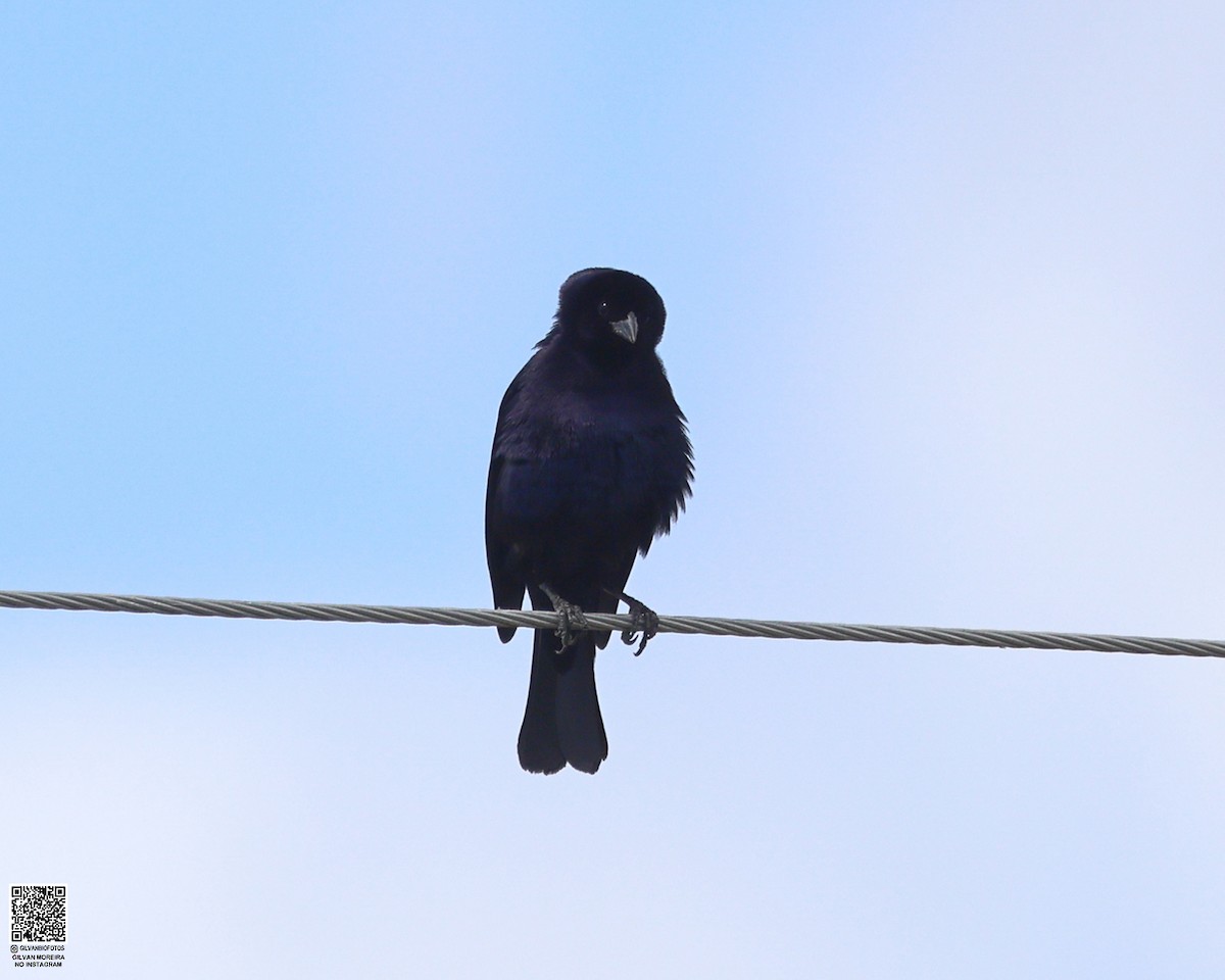 Shiny Cowbird - ML637155847