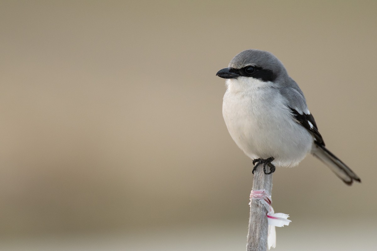 Pie-grièche migratrice - ML637155860