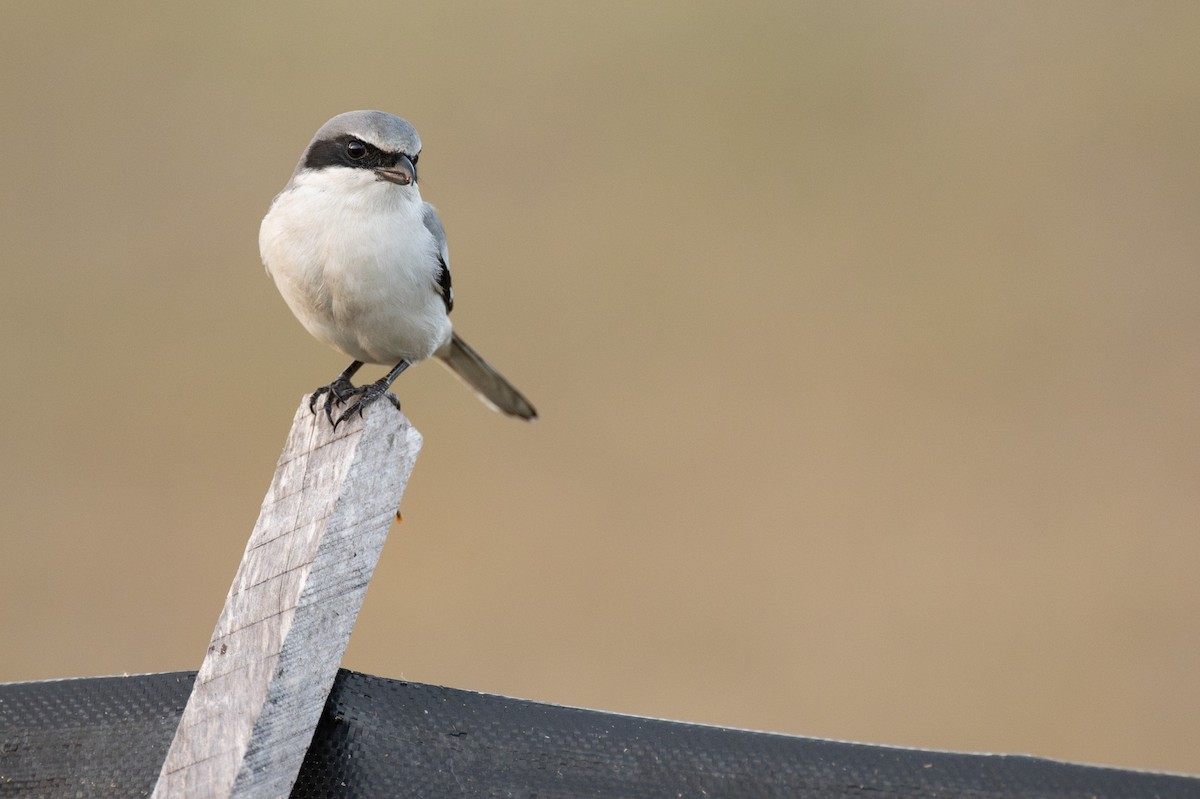 Pie-grièche migratrice - ML637155861