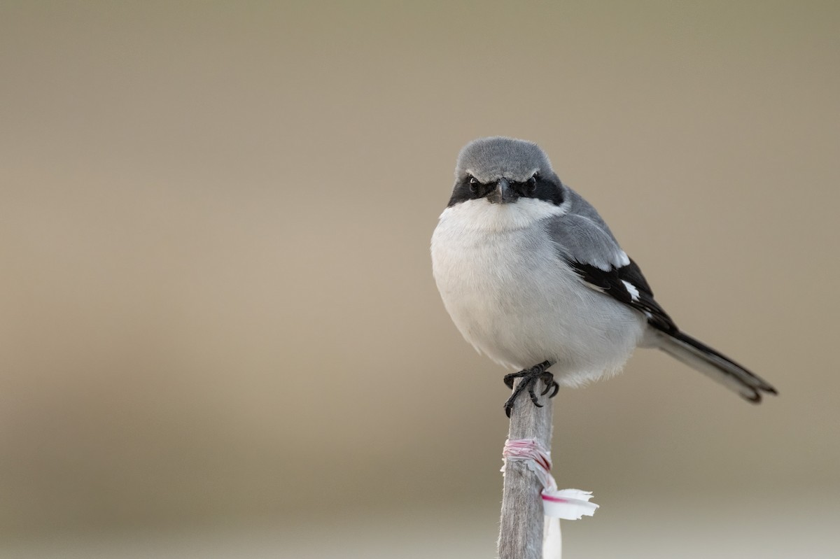 Pie-grièche migratrice - ML637155862