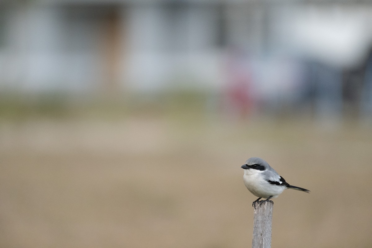 Pie-grièche migratrice - ML637155863