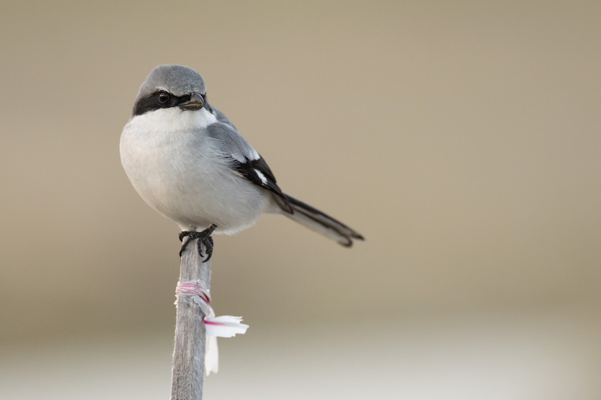 Pie-grièche migratrice - ML637155864