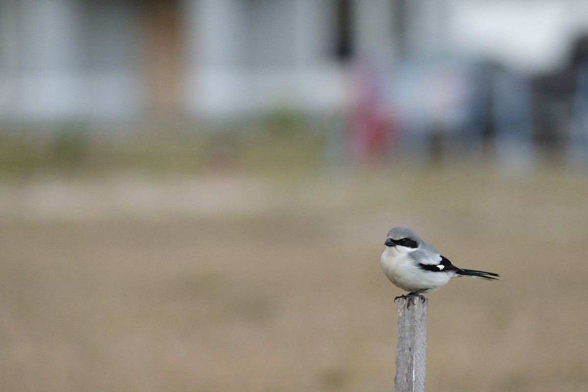 Pie-grièche migratrice - ML637155865