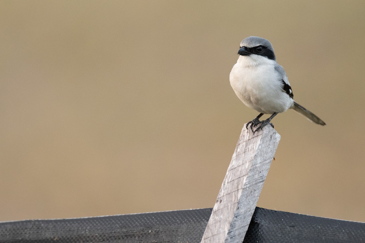 Pie-grièche migratrice - ML637155866